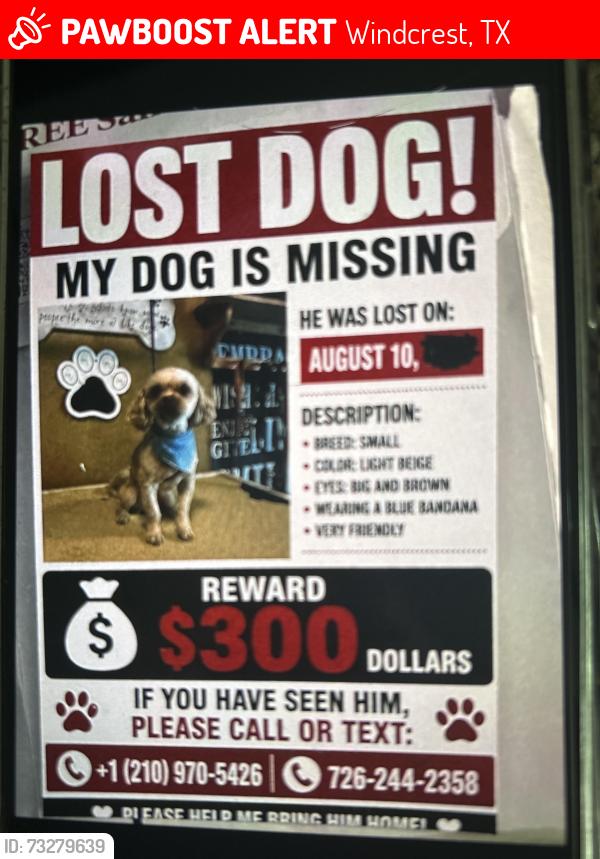 Lost Male Dog last seen Salazar, Windcrest, TX 78239