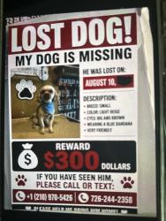 Lost Male Dog last seen Salazar, Windcrest, TX 78239