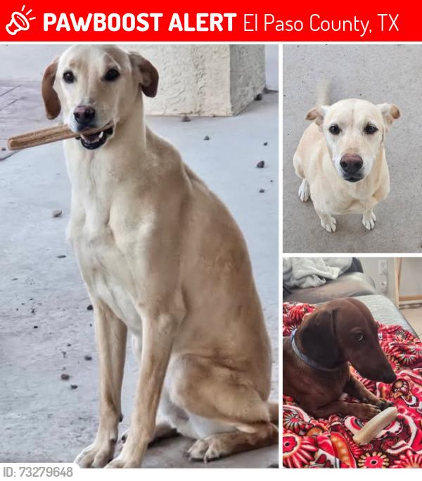 Lost Male Dog last seen Edgemere and Loop 375, El Paso County, TX 79905