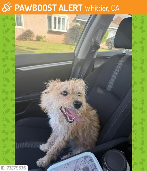 Found/Stray Female Dog last seen Mines and Gretna, Whittier, CA 90602