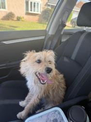 Found/Stray Female Dog last seen Mines and Gretna, Whittier, CA 90602