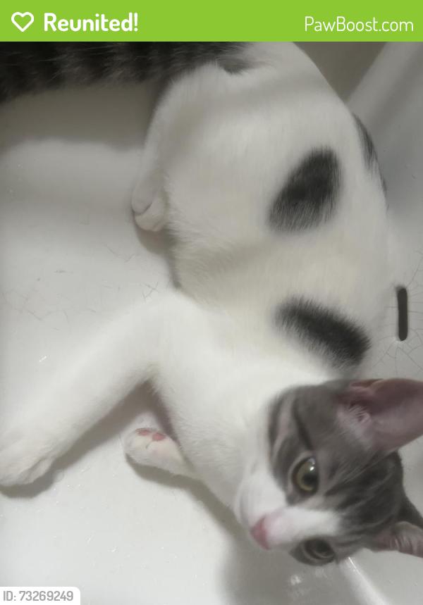 Reunited Male Cat last seen 78th Ave and 270th street, Queens, NY 11040