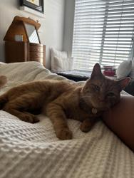 Lost Male Cat last seen Tozer st, Madera, CA 93638