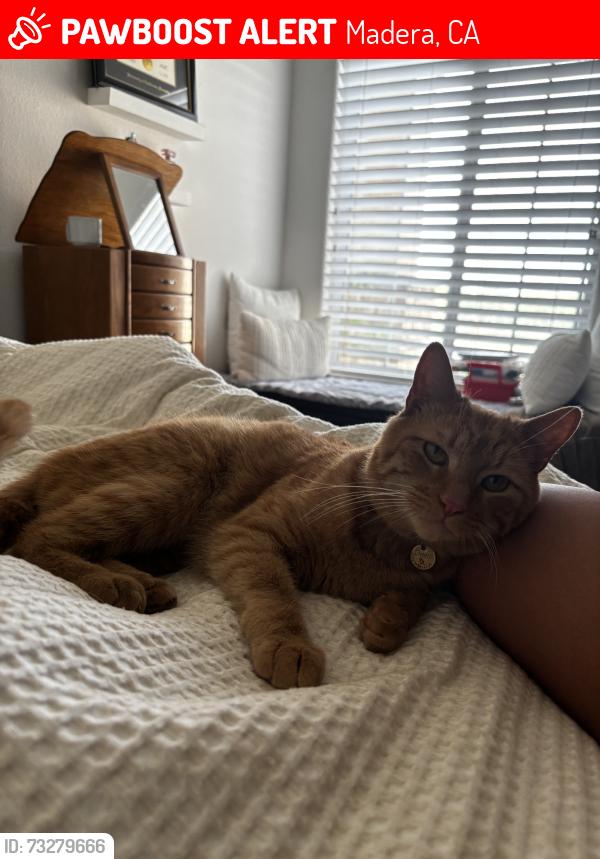 Lost Male Cat last seen Tozer st, Madera, CA 93638