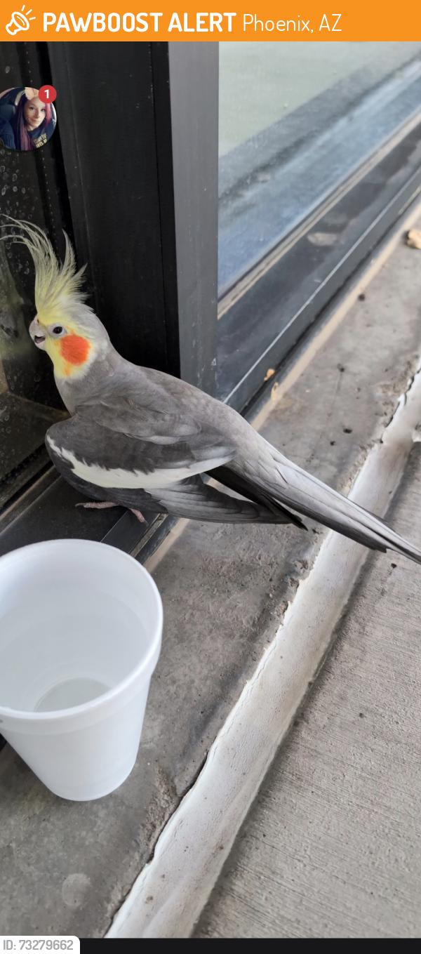 Found/Stray Unknown Bird last seen Living Spaces building, Phoenix, AZ 85043