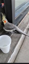 Found/Stray Unknown Bird last seen Living Spaces building, Phoenix, AZ 85043