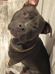 Lost Male Dog last seen Cr 421 and Hw79, Thrall, TX 76578