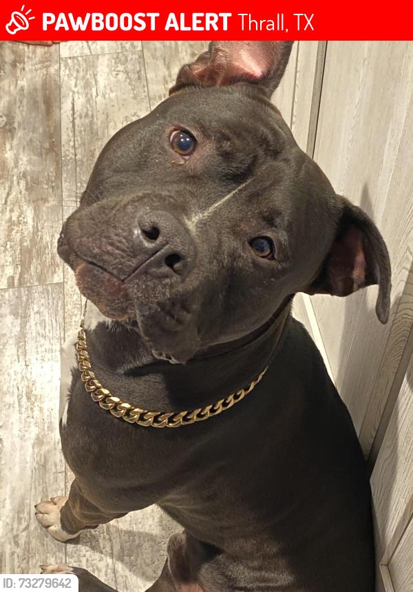 Lost Male Dog last seen Cr 421 and Hw79, Thrall, TX 76578