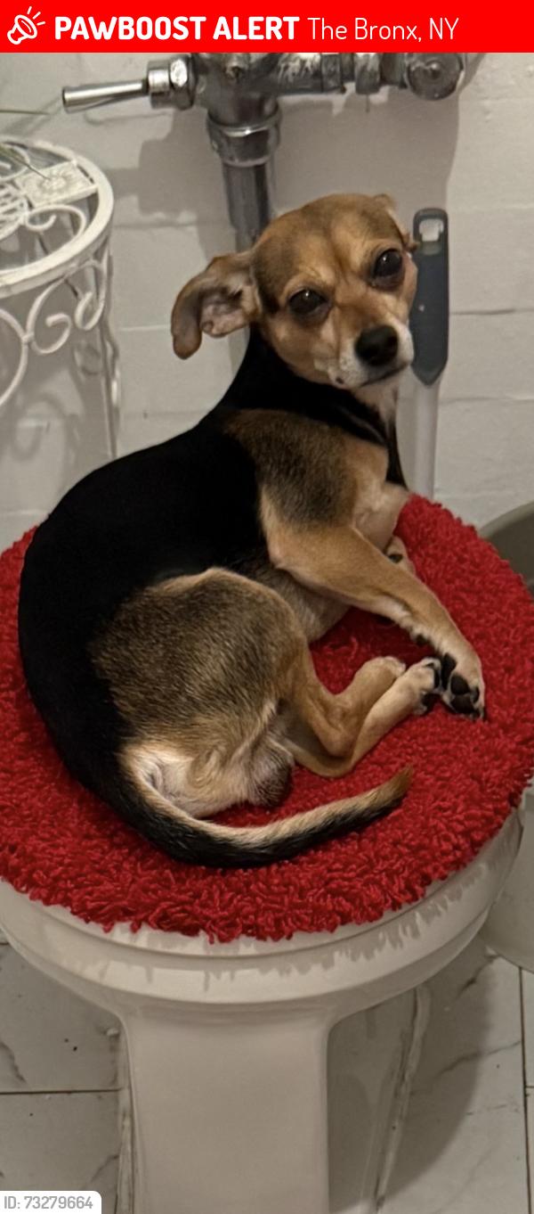 Lost Male Dog last seen Tremont st, The Bronx, NY 10453