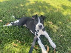 Lost Male Dog last seen Garden grove park, Garden Grove, CA 92844
