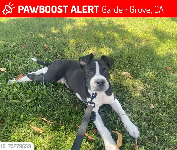 Lost Male Dog last seen Garden grove park, Garden Grove, CA 92844