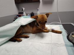 Lost Female Dog last seen 55th drive and McDowell road, Phoenix, AZ 85035