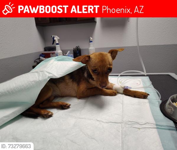 Lost Female Dog last seen 55th drive and McDowell road, Phoenix, AZ 85035