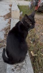 Lost Female Cat last seen Ensenada Street, Canton Drive, Bakersfield Street, Noble Street, Lemon Grove Avenue, Angelus Avenue, Lemon Grove, CA 91945