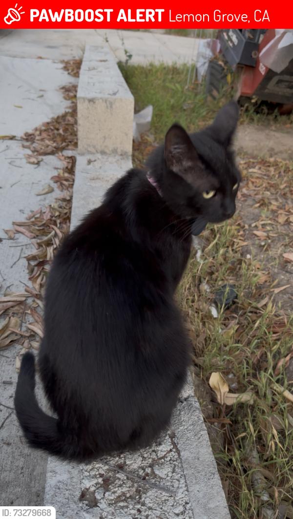 Lost Female Cat last seen Ensenada Street, Canton Drive, Bakersfield Street, Noble Street, Lemon Grove Avenue, Angelus Avenue, Lemon Grove, CA 91945