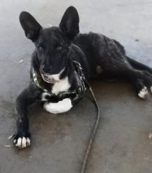 Lost Male Dog last seen Cedar, Lynwood, CA 90262