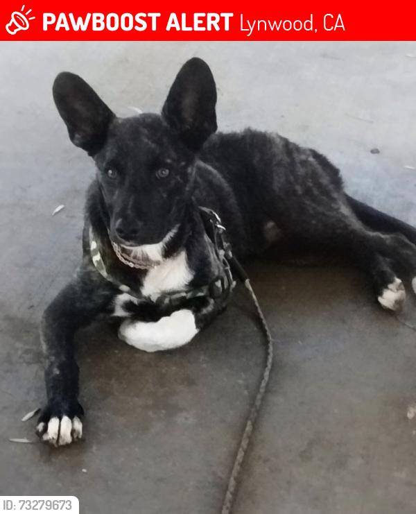Lost Male Dog last seen Cedar, Lynwood, CA 90262