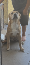 Lost Male Dog last seen 79th st and broadway, Los Angeles, CA 90003