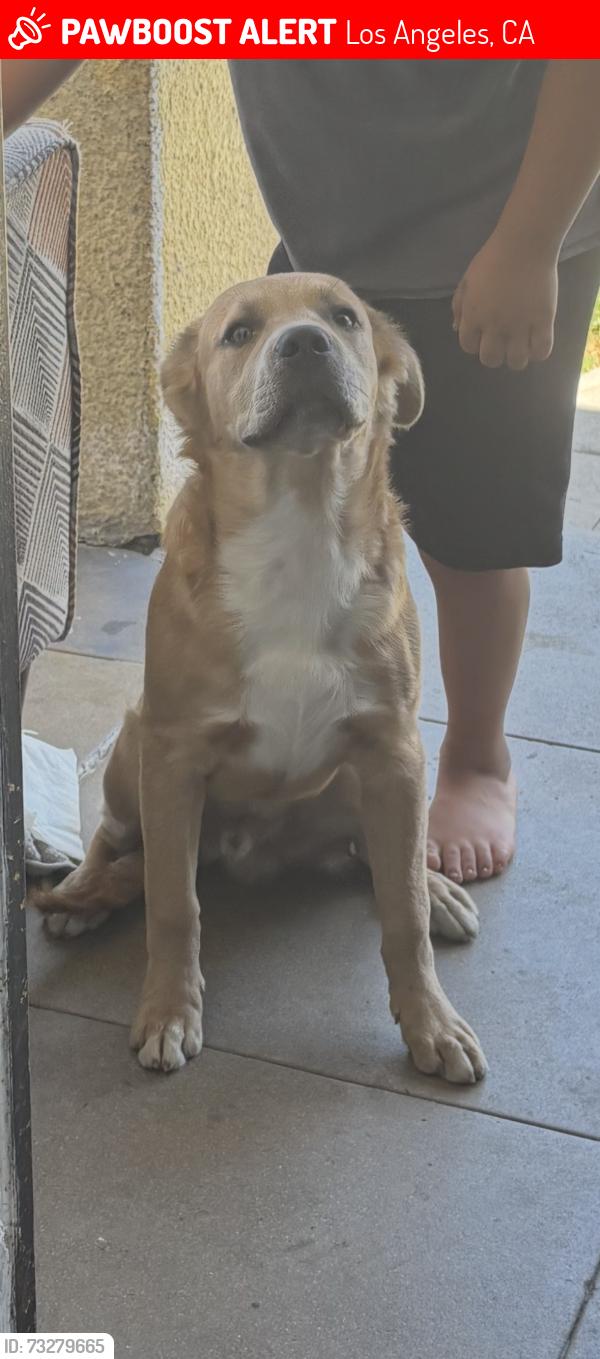 Lost Male Dog last seen 79th st and broadway, Los Angeles, CA 90003