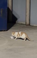 Found/Stray Unknown Cat last seen Wellington road And Exiter, London, ON 