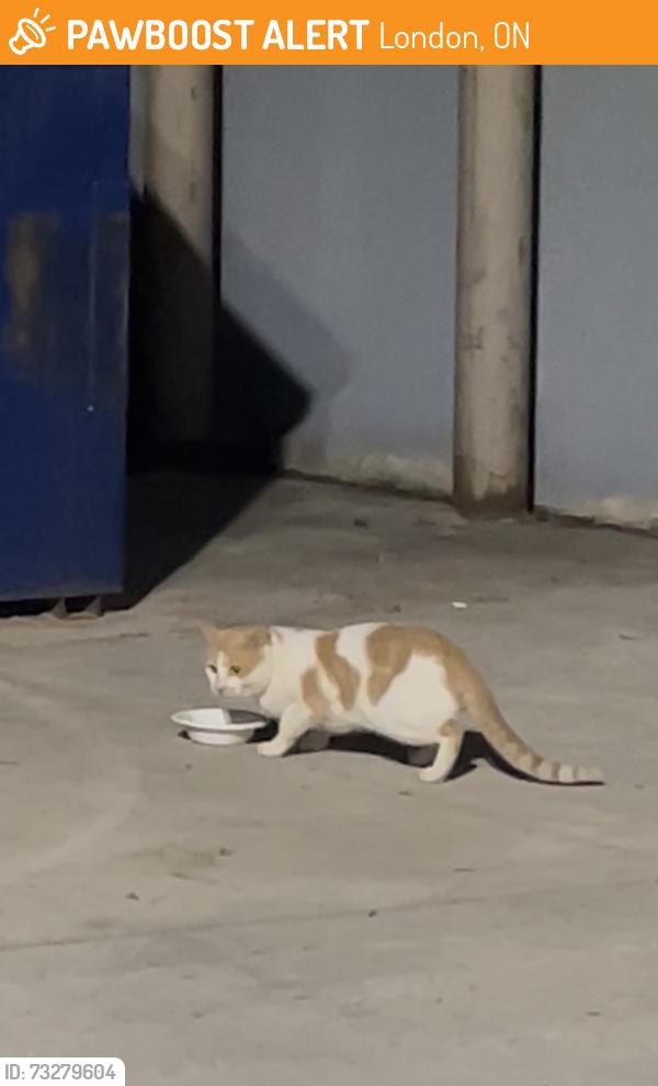 Found/Stray Unknown Cat last seen Wellington road And Exiter, London, ON 