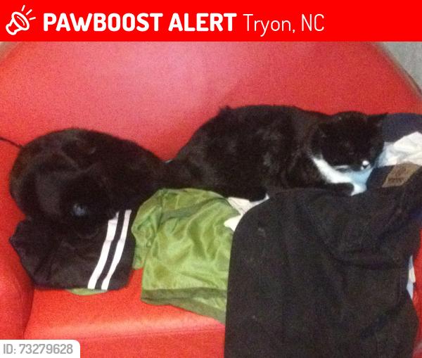 Lost Male Cat last seen Golden Road, Tryon, NC 28782