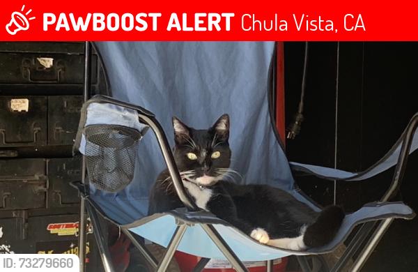 Lost Female Cat last seen blackwood street and paseo ladera, Chula Vista, CA 91910