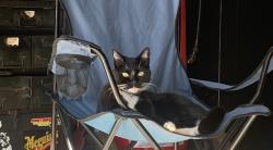 Lost Female Cat last seen blackwood street and paseo ladera, Chula Vista, CA 91910