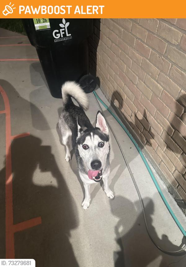 Found/Stray Unknown Dog last seen Sandy Hill Drive and Thistlecroft Drive, Bear Creek Village, TX 77084