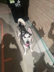 Found/Stray Unknown Dog last seen Sandy Hill Drive and Thistlecroft Drive, Bear Creek Village, TX 77084