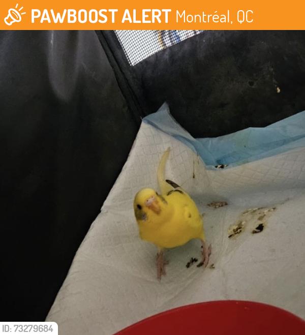 Found/Stray Unknown Bird last seen Montréal, Montréal, QC 