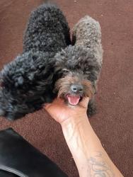 Found/Stray Male Dog last seen Kamm and peach, Fresno County, CA 93662