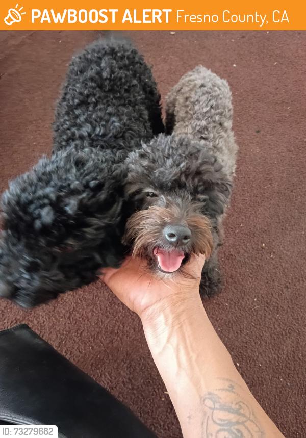 Found/Stray Male Dog last seen Kamm and peach, Fresno County, CA 93662