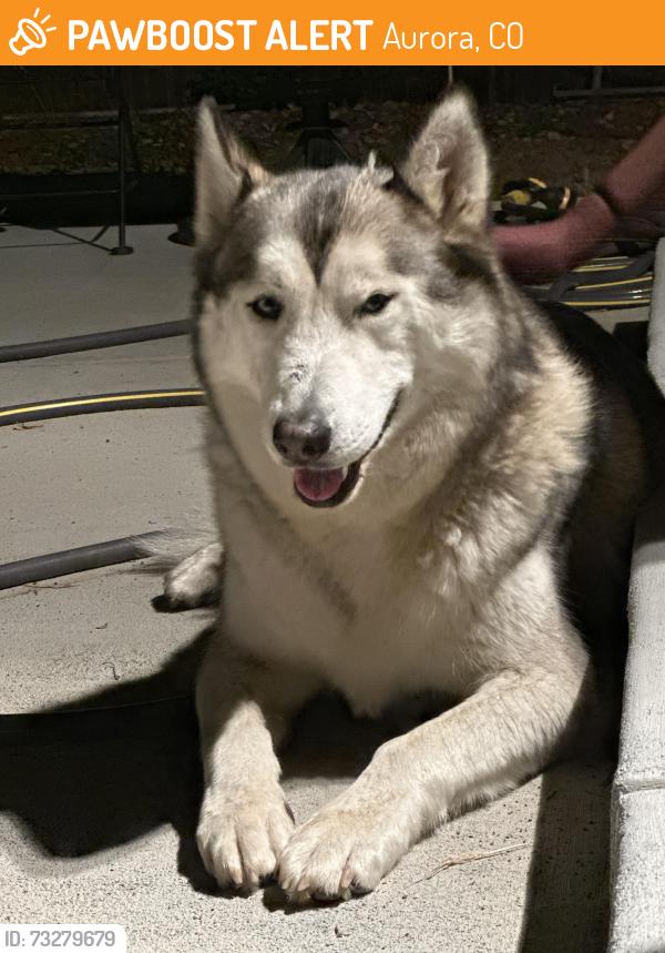 Found/Stray Male Dog last seen Tower road and Iliff, Aurora, CO 80011