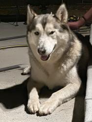 Found/Stray Male Dog last seen Tower road and Iliff, Aurora, CO 80011