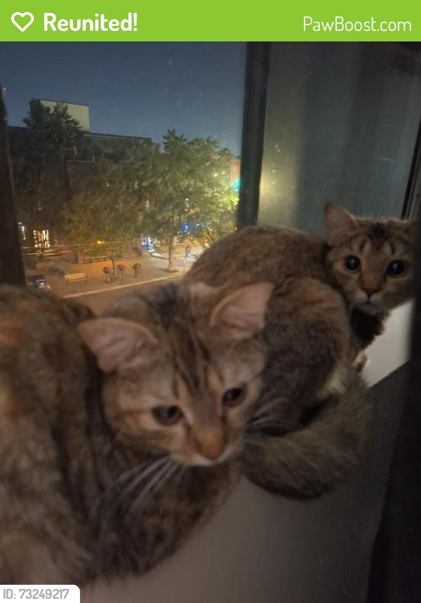 Reunited Female Cat last seen Lane way behind 3103 Dundas street West, Toronto, ON 