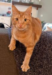 Lost Male Cat last seen Oak Manor Subdivision, Westfield, IN 46074