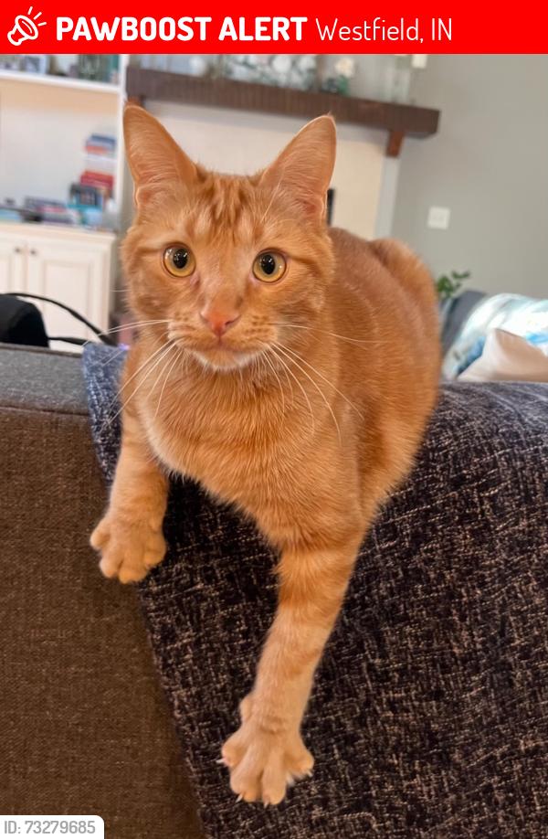 Lost Male Cat last seen Oak Manor Subdivision, Westfield, IN 46074