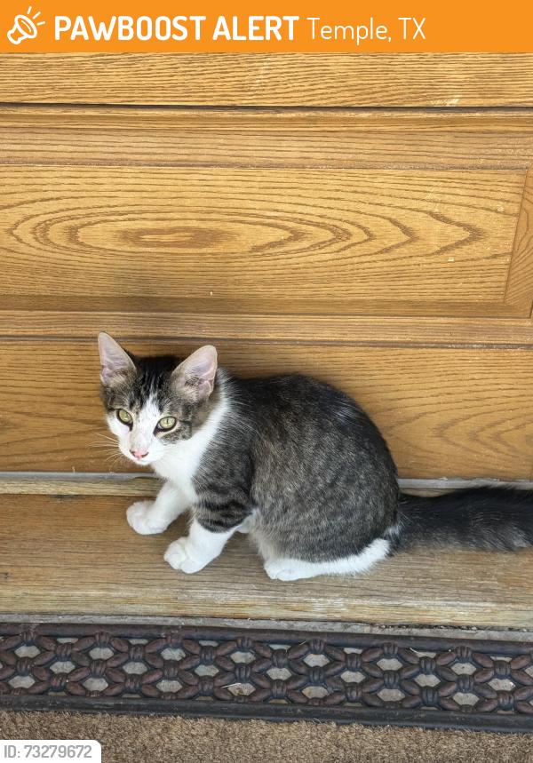 Found/Stray Unknown Cat last seen S 41st St & Avenue H, Temple, TX 76504