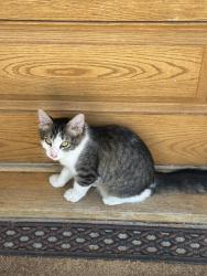 Found/Stray Unknown Cat last seen S 41st St & Avenue H, Temple, TX 76504