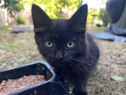 Reunited Female Cat last seen Near Flora Ave, Bell, CA 90201, USA, Bell, CA 90201