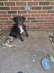 Found/Stray Female Dog last seen Westside Middle School, Memphis, TN 38127
