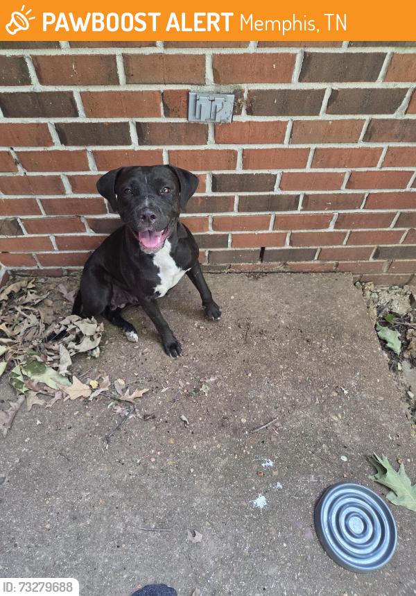 Found/Stray Female Dog last seen Westside Middle School, Memphis, TN 38127