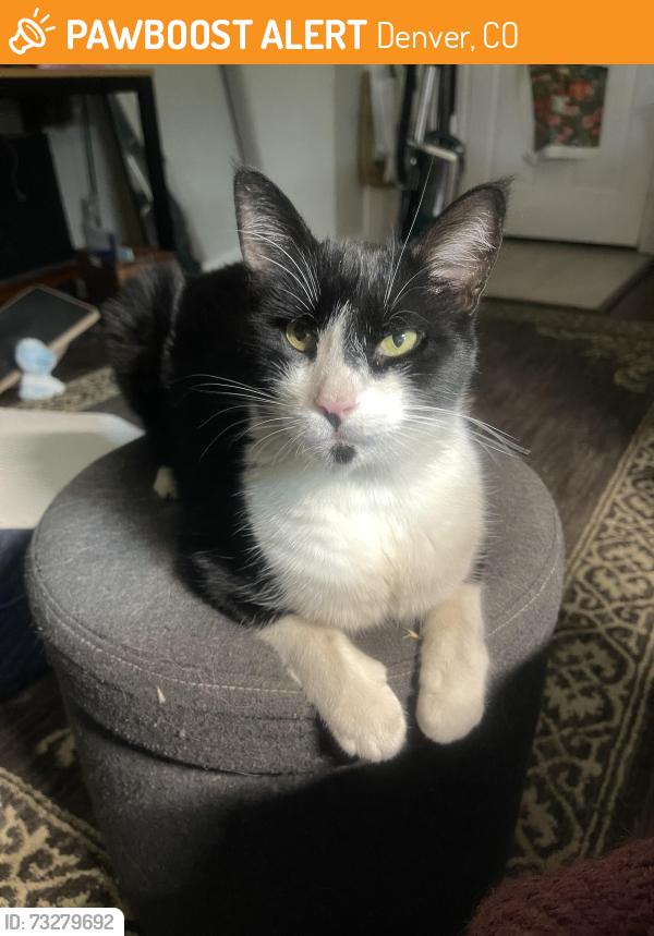 Found/Stray Male Cat last seen MLK and Jasmine, Denver, CO 80207