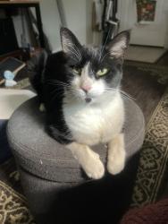 Found/Stray Male Cat last seen MLK and Jasmine, Denver, CO 80207