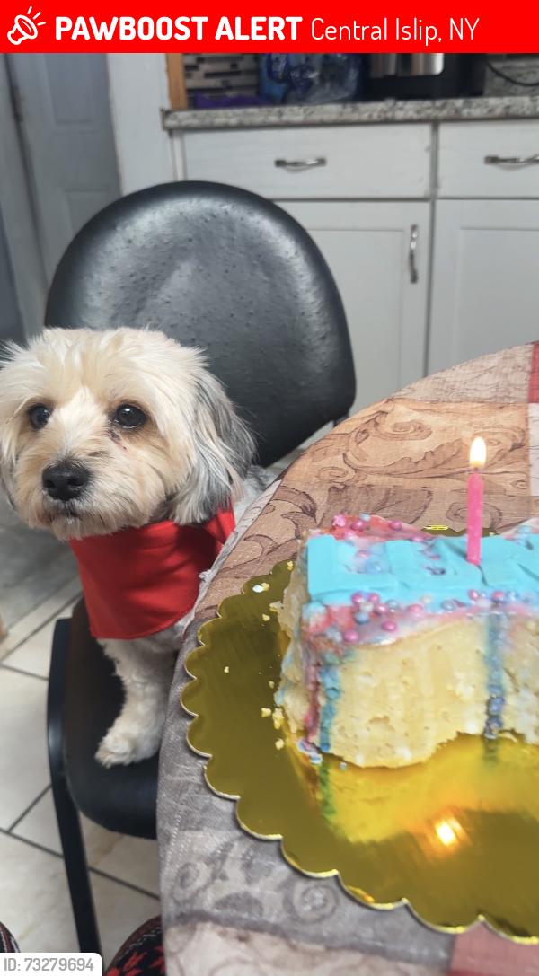 Lost Female Dog last seen Leaf ave, Central Islip, NY 11722