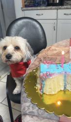 Lost Female Dog last seen Leaf ave, Central Islip, NY 11722