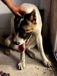 Found/Stray Male Dog last seen Emory ave, Kissimmee, FL 34741