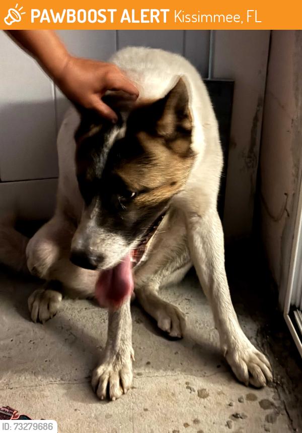 Found/Stray Male Dog last seen Emory ave, Kissimmee, FL 34741