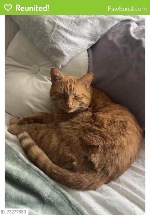 Reunited Male Cat last seen Near Broadway, Orangeville, ON L9W 7N8, Canada, Orangeville, ON L9W 7N8